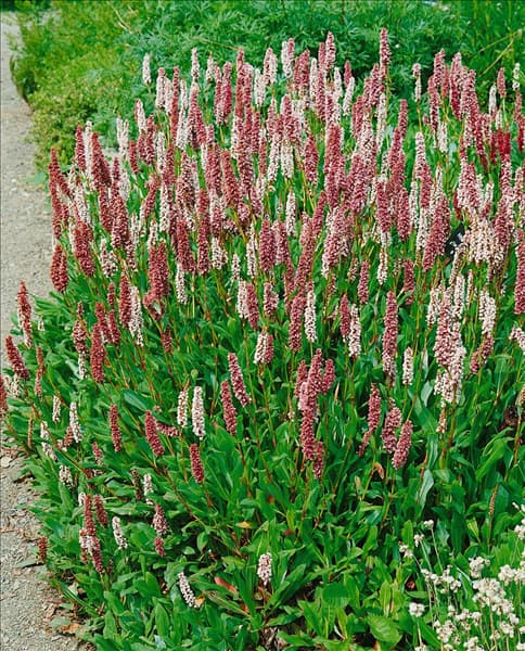 Persicaria affinis Superbum