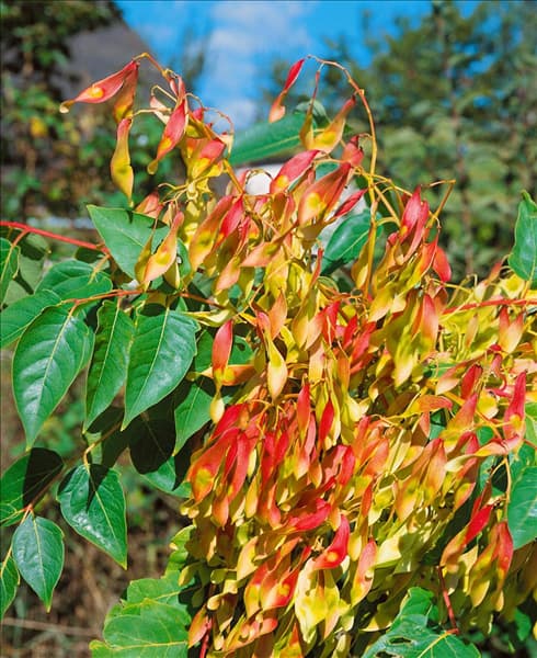 Ailanthus altissima