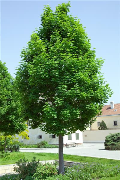 Acer platanoides