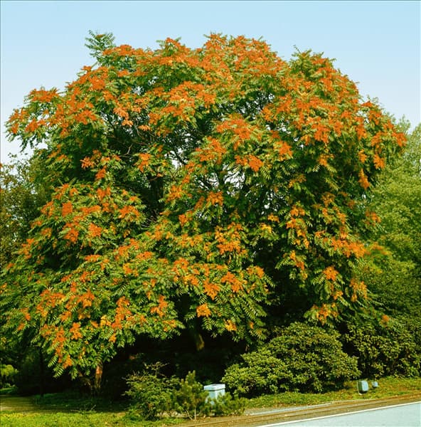 AILANTHUS ALTISSIMA