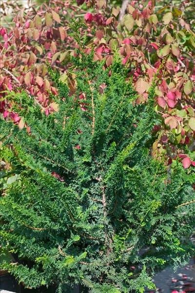 Chamaecyparis obtusa Filicoides