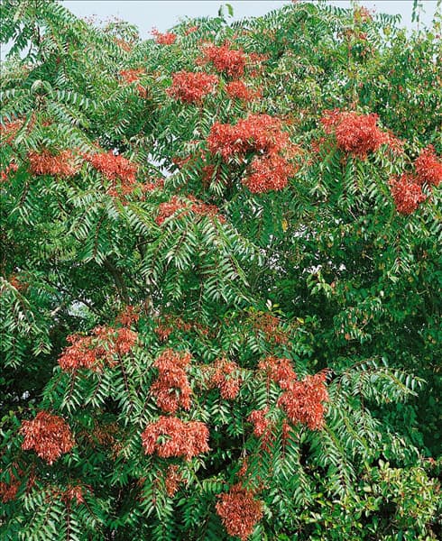 Ailanthus altissima