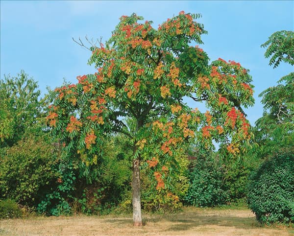 Ailanthus altissima