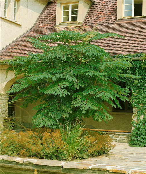 ARALIA ELATA