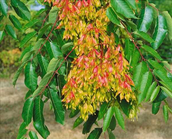 Ailanthus altissima
