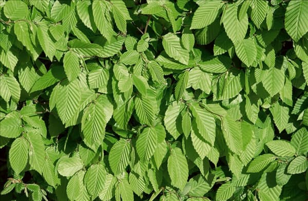 Carpinus betulus
