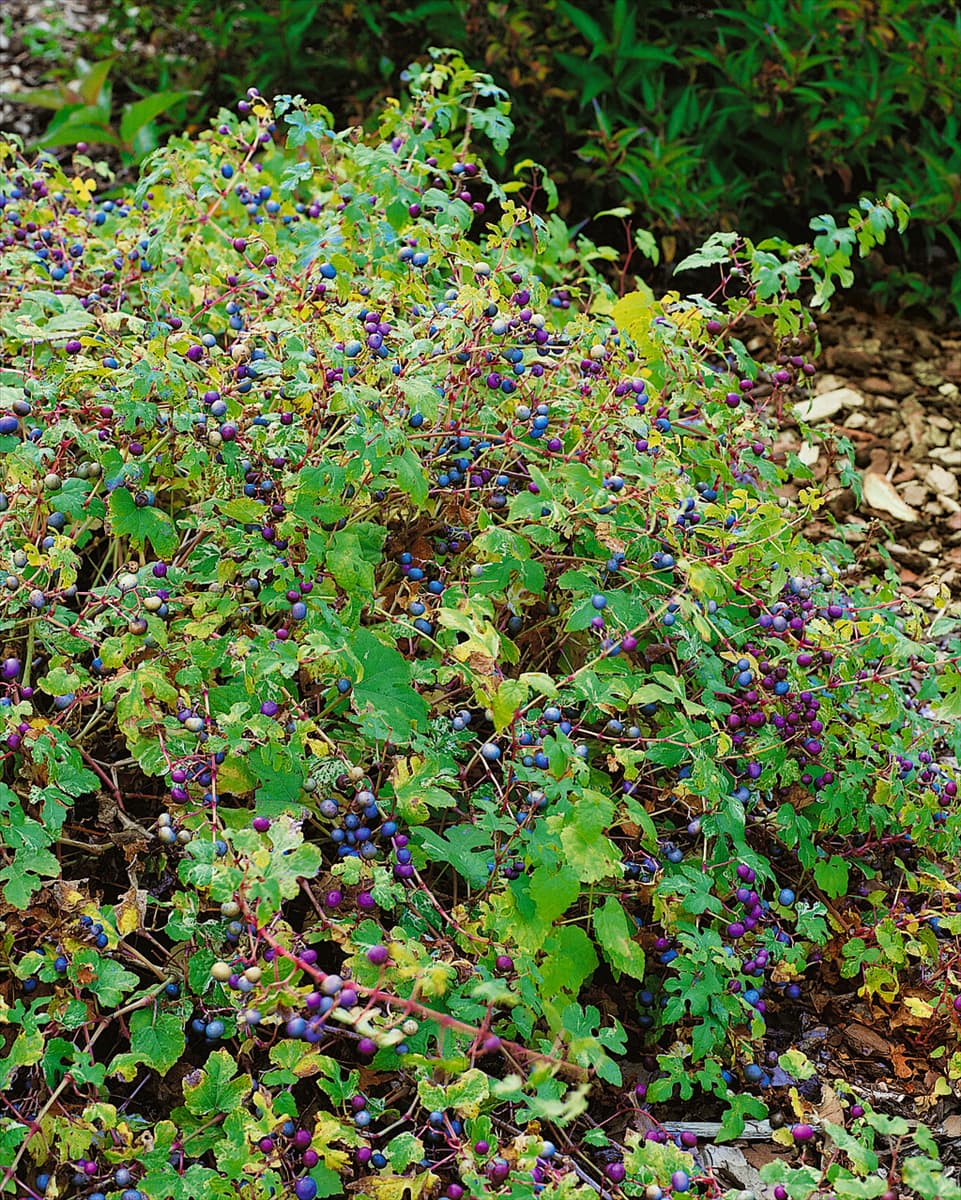 Ampelopsis glandulosa