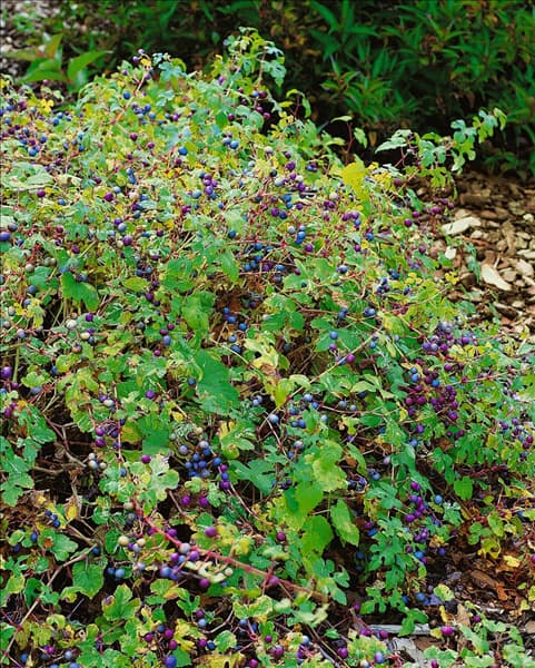 Ampelopsis glandulosa