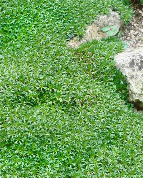 AZORELLA TRIFURCATA