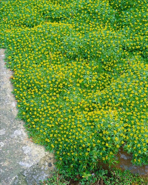Azorella trifurcata