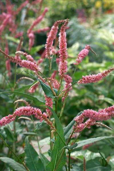 Bistorta amplexicaulis Pink Elephant