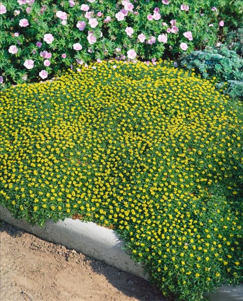 AZORELLA TRIFURCATA