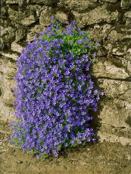 CAMPANULA MURIALIS