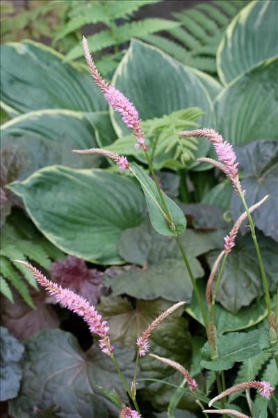 Bistorta amplexicaulis Pink Elephant