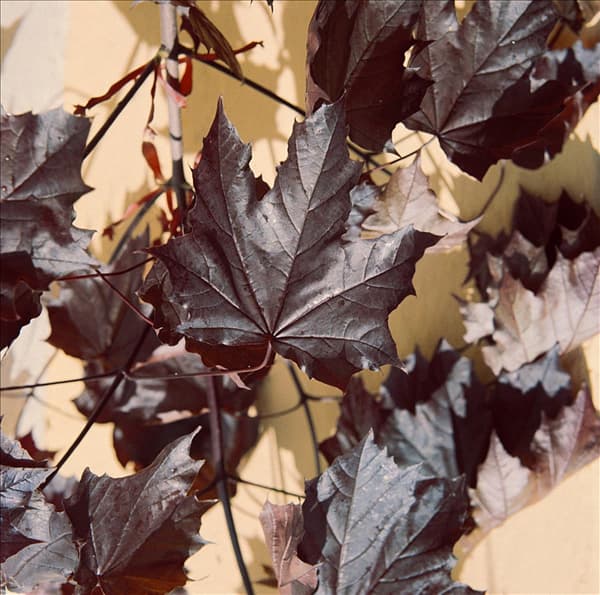 Acer platanoides Crimson King