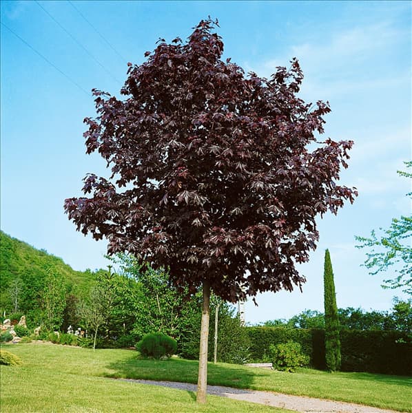ACER PLATANOIDES CRIMSON KING