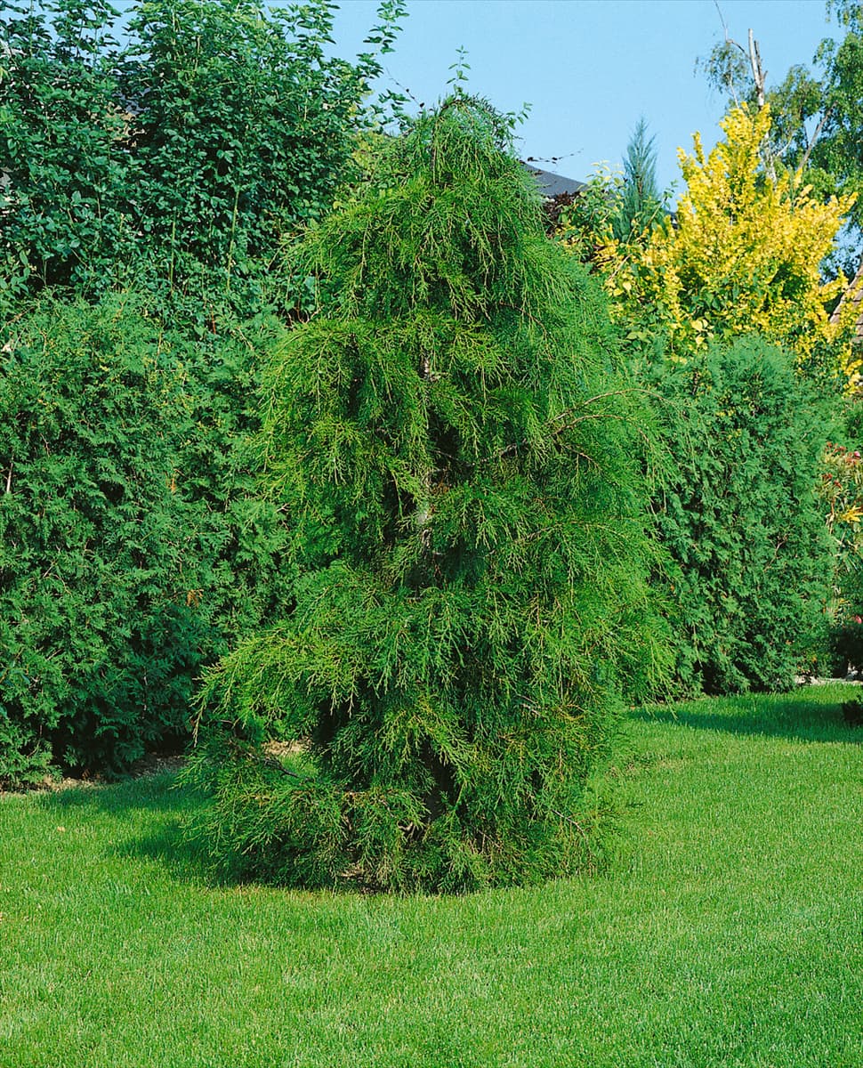 Chamaecyparis pisifera