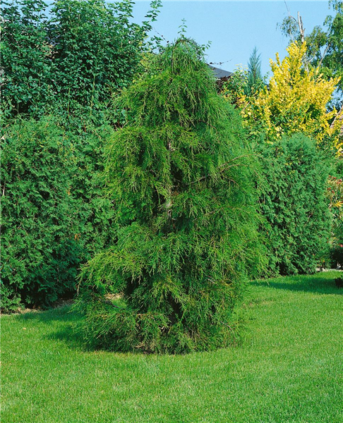 Chamaecyparis pisifera