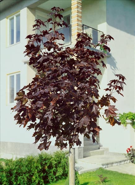 ACER PLATANOIDES CRIMSON KING