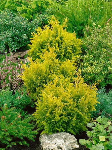 Chamaecyparis pisifera