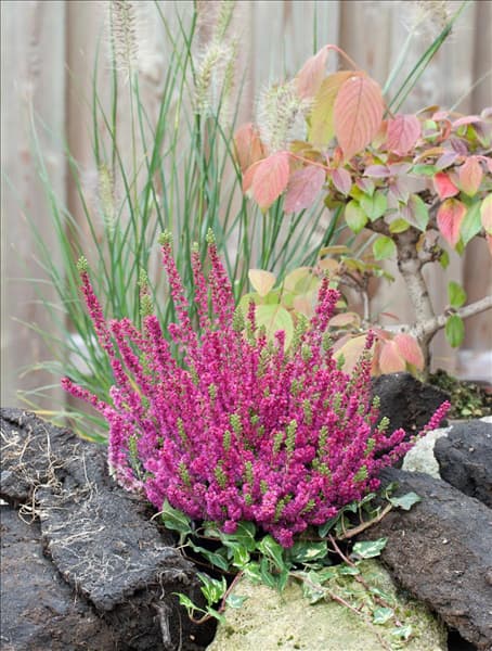 Calluna vulgaris Dark Beauty