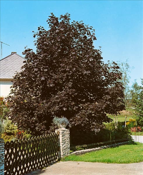ACER PLATANOIDES CRIMSON KING