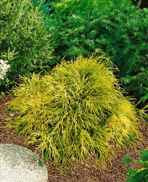 CHAMAECYPARIS pisifera