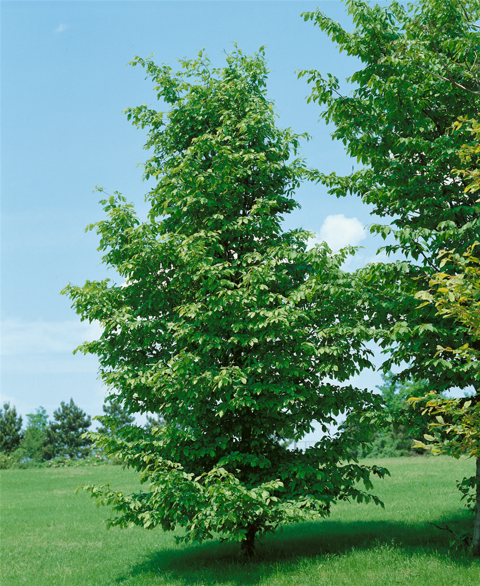 Carpinus betulus