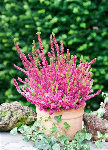 Calluna vulgaris Dark Beauty