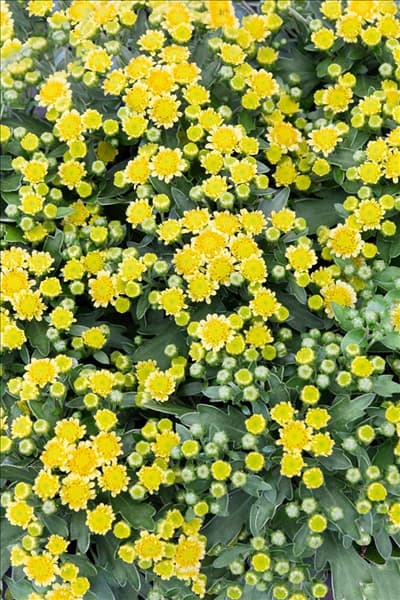 Ajania pacifica