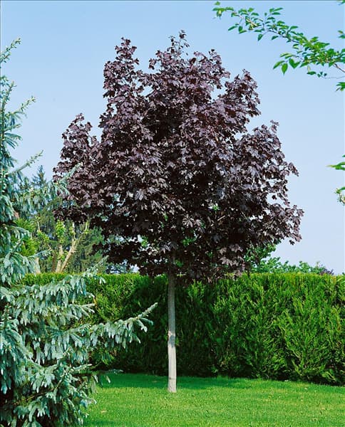 ACER PLATANOIDES CRIMSON KING