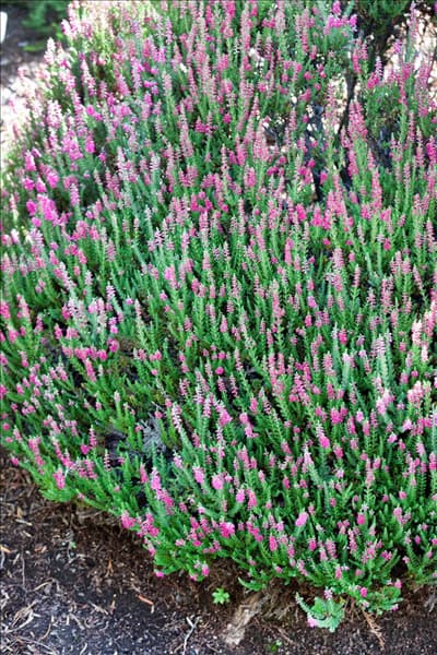 Calluna vulgaris Dark Beauty