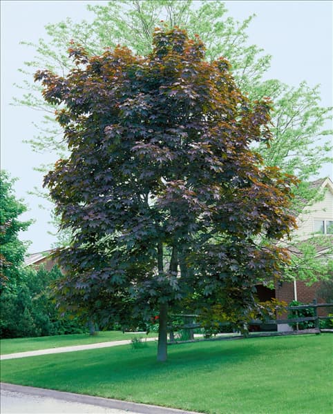 ACER PLATANOIDES CRIMSON KING