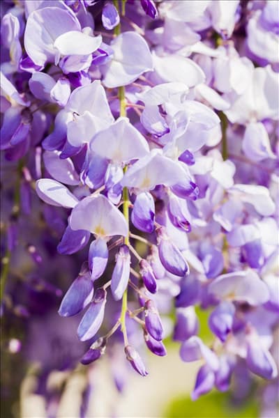 Wisteria sinensis