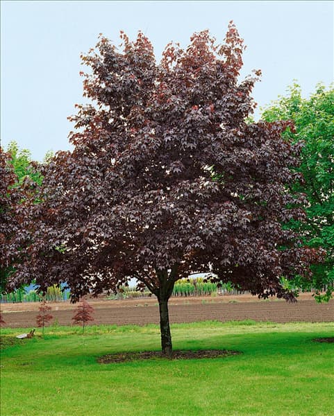 ACER PLATANOIDES CRIMSON KING