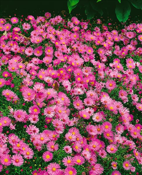 Aster dumosus
