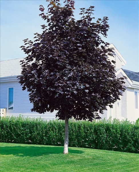 ACER PLATANOIDES CRIMSON KING