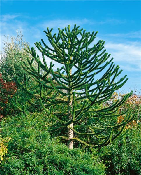 Araucaria araucana