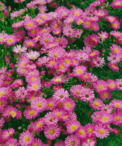 ASTER DUMOSUS HEINZ RICHARD