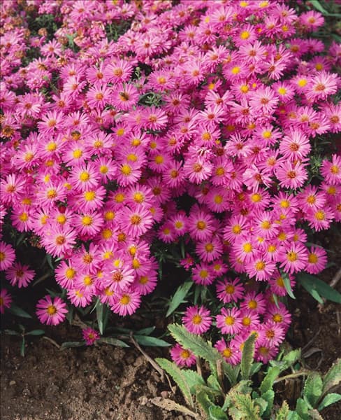 ASTER DUMOSUS HEINZ RICHARD