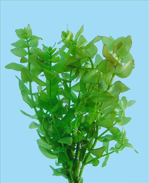 Bacopa caroliniana