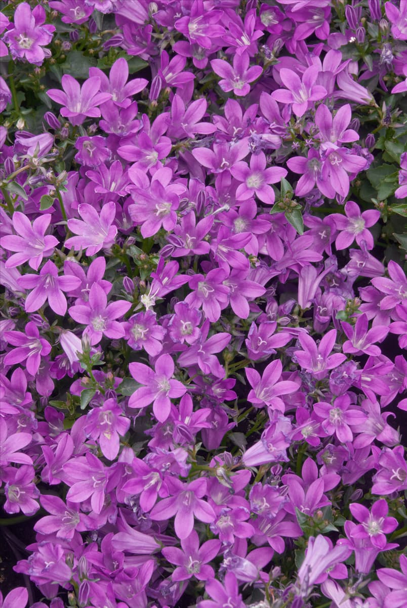 Campanula Dark Take Blue