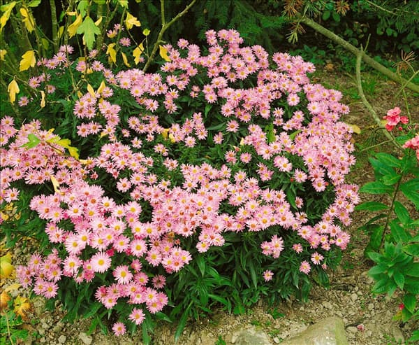 Aster dumosus