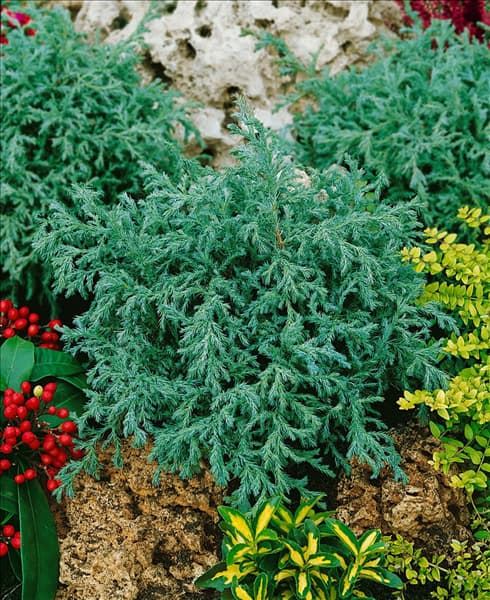 Chamaecyparis pisifera Baby Blue