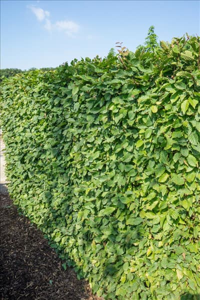 Carpinus betulus