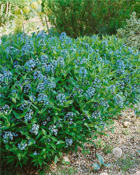 Amsonia tabernaemontana