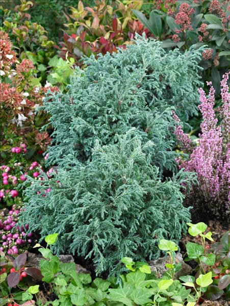 Chamaecyparis pisifera Baby Blue