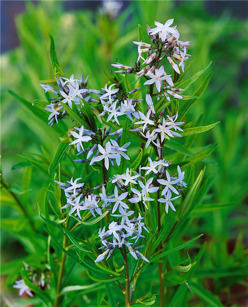 Amsonia tabernaemontana