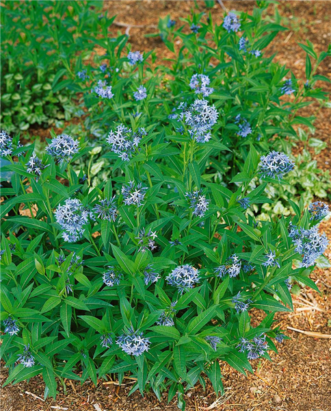Amsonia tabernaemontana