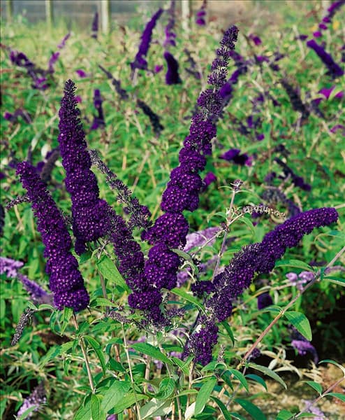 Buddleja davidii dark violet